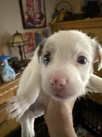 Maggie, a female Jack Russell Terrier for sale in Glenwood, GA – 2 of 5