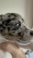 Cricket, a female Jack Russell Terrier for sale in Glenwood, GA – 4 of 8