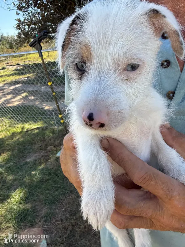 Maggie has blue eyes rough coat – Jack Russell Terrier puppy for sale in Glenwood, GA