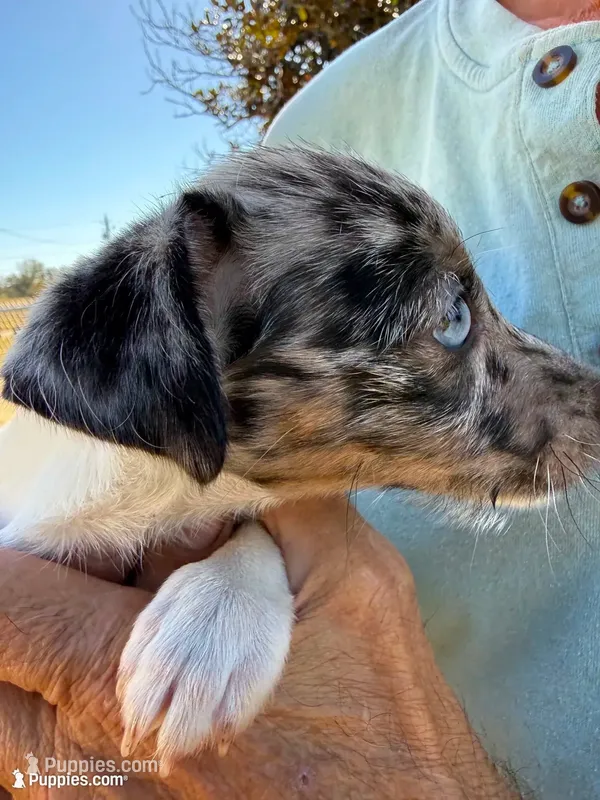 Cricket one blue eye blue merle smooth coat – Jack Russell Terrier puppy for sale in Glenwood, GA