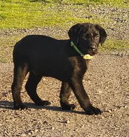 Green Collar Boy, a male Labrador Retriever for sale in Merced, CA – Photo 3 of 3