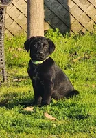 Green Collar Boy, a male Labrador Retriever for sale in Merced, CA – Photo 2 of 3