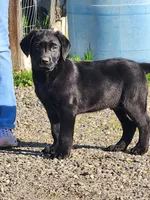 Green Collar Boy, a male Labrador Retriever for sale in Merced, CA – Photo 1 of 3