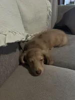 Milo, a male Miniature Dachshund for sale in Stanley, NC – Photo 2 of 5