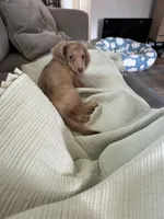 Milo, a male Miniature Dachshund for sale in Stanley, NC – Photo 4 of 5