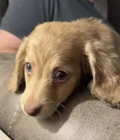 Milo, a male Miniature Dachshund for sale in Stanley, NC – Photo 1 of 5