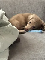 Milo, a male Miniature Dachshund for sale in Stanley, NC – Photo 3 of 5