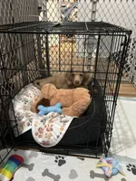 Milo, a male Miniature Dachshund for sale in Stanley, NC – Photo 5 of 5