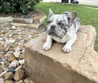 Giovanni , a male French Bulldog for sale in Houston, TX – 3 of 5