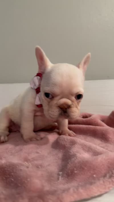 Ice spice, a female French Bulldog for sale in Houston, TX – 4 of 8