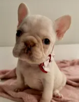 Ice spice, a female French Bulldog for sale in Houston, TX – 2 of 8