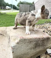 Chuck Norris , a male French Bulldog for sale in Houston, TX – 4 of 6