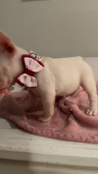Ice spice, a female French Bulldog for sale in Houston, TX – 3 of 8