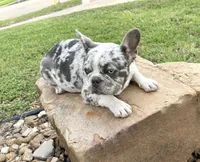 Giovanni , a male French Bulldog for sale in Houston, TX – 2 of 5