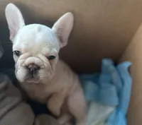 Ice spice, a female French Bulldog for sale in Houston, TX – 9 of 10