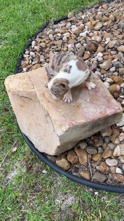 Chuck Norris , a male French Bulldog for sale in Houston, TX – 6 of 6