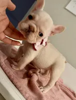 Ice spice, a female French Bulldog for sale in Houston, TX – 7 of 8