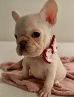 Ice spice, a female French Bulldog for sale in Houston, TX – 8 of 8