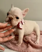 Ice spice, a female French Bulldog for sale in Houston, TX – 6 of 8