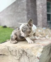 Chuck Norris , a male French Bulldog for sale in Houston, TX – 2 of 6