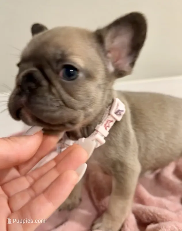 Foxy brown  – French Bulldog puppy for sale in Houston, TX