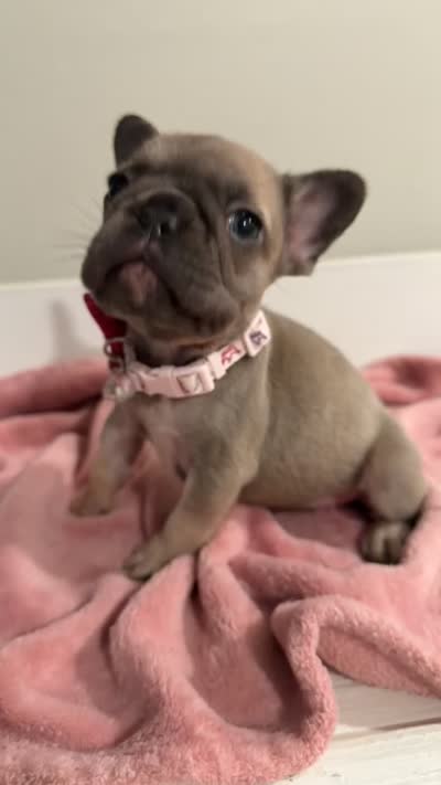 Foxy brown , a female French Bulldog for sale in Houston, TX – 1 of 1
