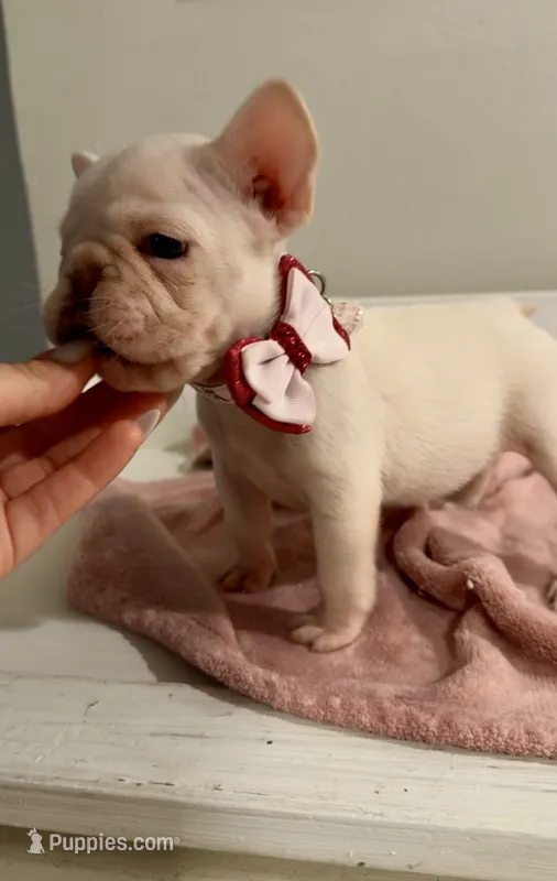 Ice spice – French Bulldog puppy for sale in Houston, TX