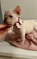 Ice spice, a female French Bulldog for sale in Houston, TX – 1 of 8