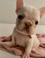 Ice spice, a female French Bulldog for sale in Houston, TX – 5 of 8