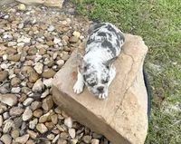 Giovanni , a male French Bulldog for sale in Houston, TX – 4 of 5