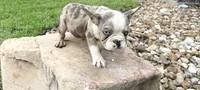 Chuck Norris , a male French Bulldog for sale in Houston, TX – 3 of 6