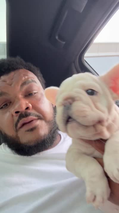 Ice spice, a female French Bulldog for sale in Houston, TX – 10 of 10