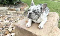Giovanni , a male French Bulldog for sale in Houston, TX – 1 of 5