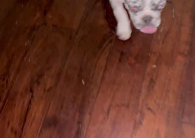 Giovanni , a male French Bulldog for sale in Houston, TX – 5 of 5