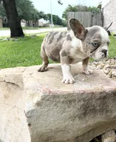 Chuck Norris , a male French Bulldog for sale in Houston, TX – 1 of 6