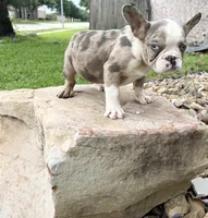 Chuck Norris , a male French Bulldog for sale in Houston, TX – 5 of 6