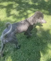 Marcy, a female Poodle - Standard  for sale in Spencerport, NY – 3 of 6