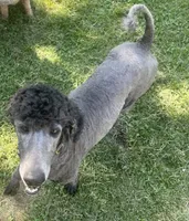 Marcy, a female Poodle - Standard  for sale in Spencerport, NY – 6 of 6