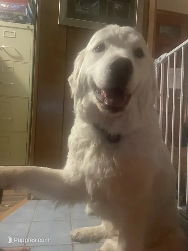 Luna – Great Pyrenees puppy for sale in Spencerport, NY