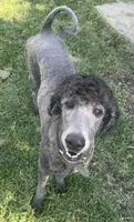 Marcy, a female Poodle - Standard  for sale in Spencerport, NY – 2 of 6