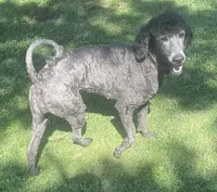 Marcy, a female Poodle - Standard  for sale in Spencerport, NY – 5 of 6
