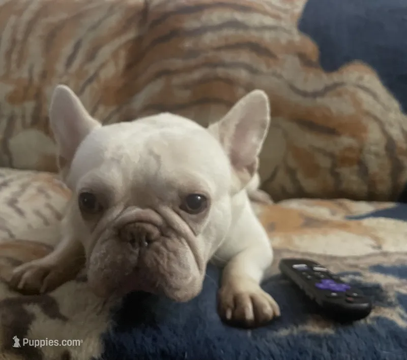 Oakleigh – French Bulldog puppy for sale in Spencerport, NY