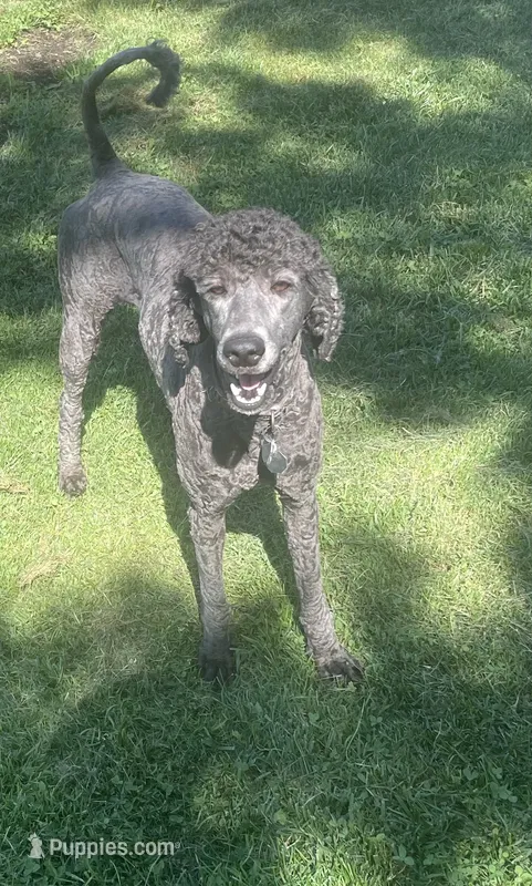 Marcy – Poodle - Standard  puppy for sale in Spencerport, NY