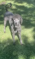 Marcy, a female Poodle - Standard  for sale in Spencerport, NY – 1 of 6