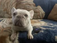 Oakleigh, a female French Bulldog for sale in Spencerport, NY – 2 of 2