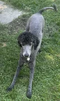 Marcy, a female Poodle - Standard  for sale in Spencerport, NY – 4 of 6