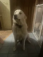 Luna, a female Great Pyrenees for sale in Spencerport, NY – 3 of 3