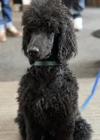 Marcy, a female Poodle - Standard  for sale in Spencerport, NY – 1 of 1