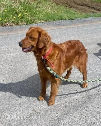AKC Rose, a female Golden Retriever for sale in Lowville, NY – Photo 4 of 5