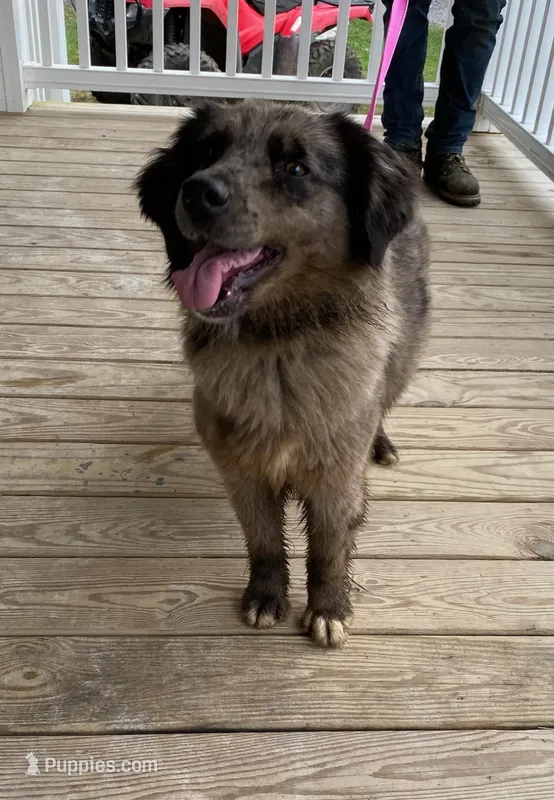 Malibu  – Golden Retriever, Bernedoodle puppy for sale in Lowville, NY